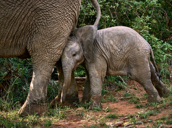 young elephant by Andrew Wasik